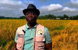 Agriculture Ministry Launches Harvest of Major Rice Project in Nimba County