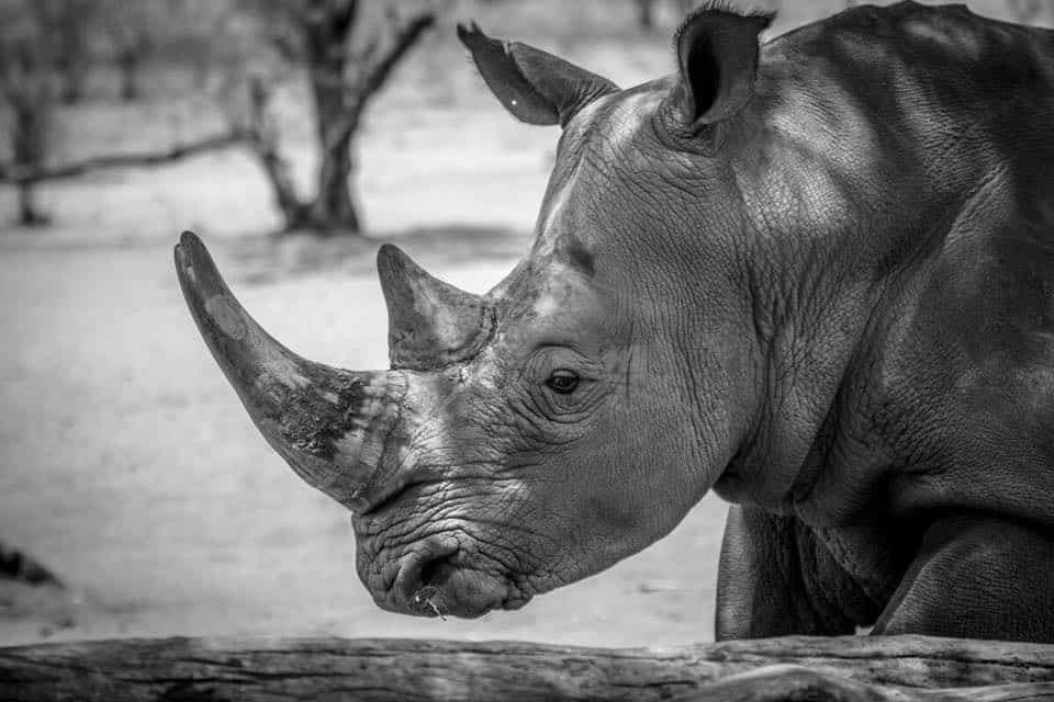 Four Zimbabwe rhinos die after drinking polluted water